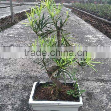 Podocarpus Macrophyllus Bosnai photo-2