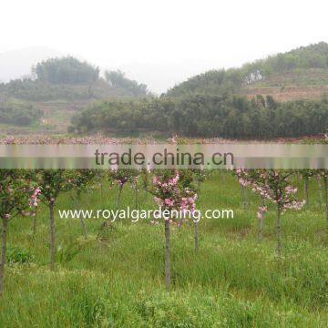 Prunus Serrulata Landscaping Trees photo-3