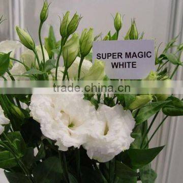 Professional High Quality Fresh Cut Flowers Multicolor Eustoma Flower Bulk Sale From Yunnan,China