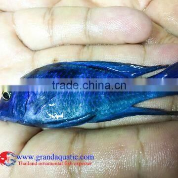 Quality Malawi cichid fish export company for company importer