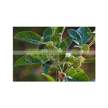 WITHANIA SOMNIFERA photo-2