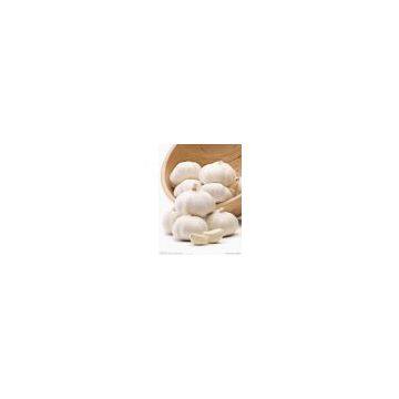 Garlic Extract/Allicin/Alliin
