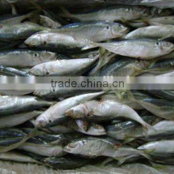 High quality horse mackerel(Decapterus maruadsi) 160-180 pcs