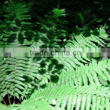 Natural Fern natural yucca smelling fern.