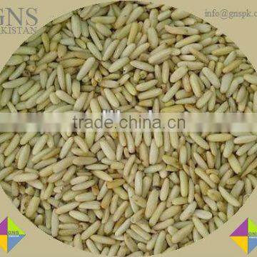 Pine Nut : Pakistan Origin