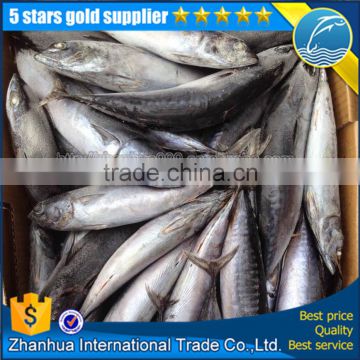 frozen bonito euthynnus affinis seafood whole round tuna fish