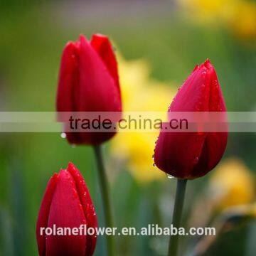 Chinese factory cheap wholesale red-lip fresh cut tulips flower for Tulip Festival