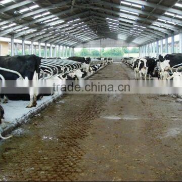 Steel Dairy Cow Shed