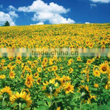 Raw Sunflower Seeds 0409 Stye photo-4