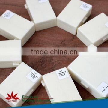 Human oral pathology slides Individual microscope prepared slide