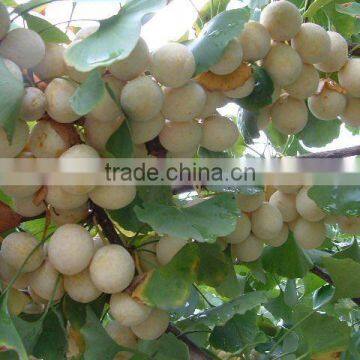 Ginkgo Biloba Leaf Extracts Water-soluble Type