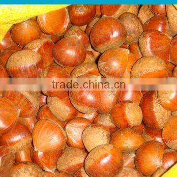 eating chinese chestnut