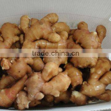 2014 Fresh Ginger and Air Dry Ginger in China