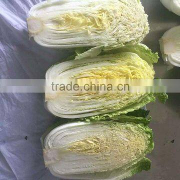 Hot Sale Chinese Big White Long Cabbage photo-2