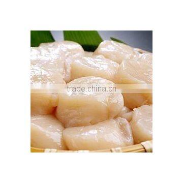 Frozen Scallop