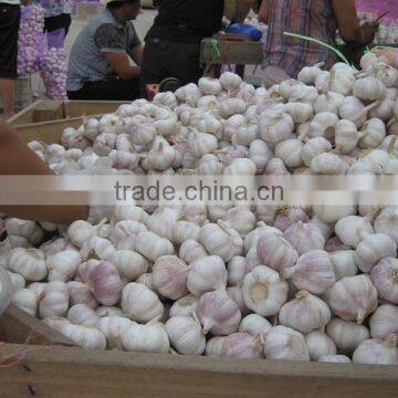 China Fresh Garlic with Good Taste