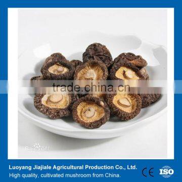 Shiitake mushroom/ Lentinus edodes/ Agaricus bisporus