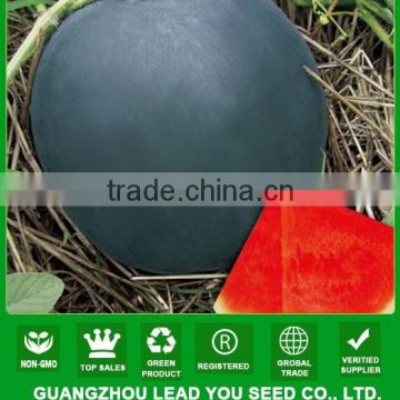 NW15 Paili hybrid Chinese watermelon seeds for sale F1