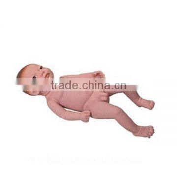 Human Body Biological Baby Model Teaching Baby Doll photo-2