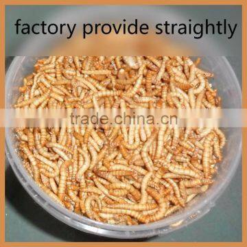 Bird Food Of Mealworm (Freez Dried Mealworm Bird)