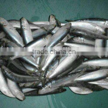 hot sale & high quality sardinella aurita on With Good Service