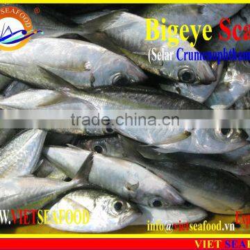 FROZEN BIGEYE SCAD WHOLE ROUND photo-2