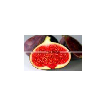 Ficus Racemosa Extract photo-3