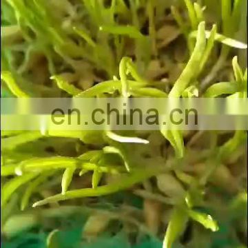 Hydroponic fodder machine / Barley sprout machine