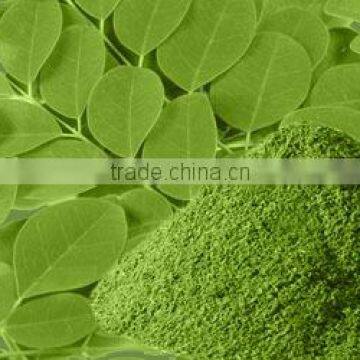 High Quality Moringa Powder Bulk Producers
