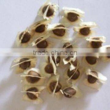 Superior Grade Moringa Conventional Seeds Manufacturer