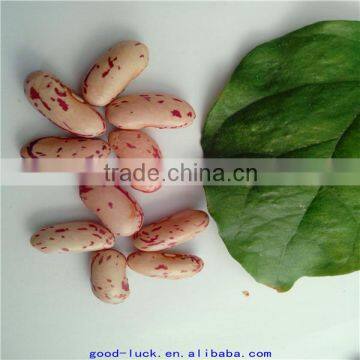 light speckled kidney beans supplier