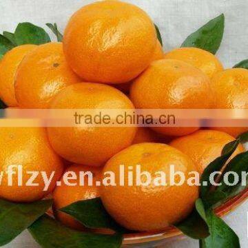 wholesale fresh mandarin orange