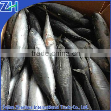 Tuna fish for can producing