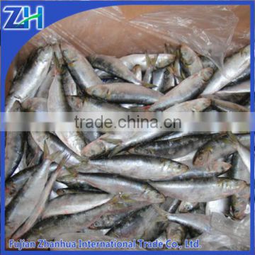 frozen sardine wholesale, seafood fish food varieties for sale