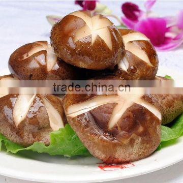 Top Quality Cultivated Shiitake Mushroom