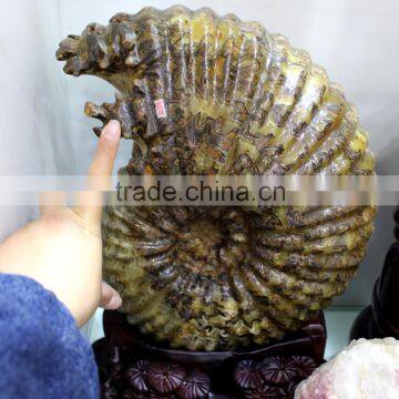 natural rock ammonite crystal fossil for decoration