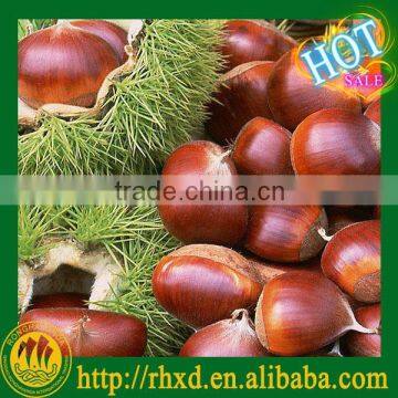 chestnut pure