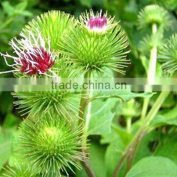 pure Burdock extract powder 10:1