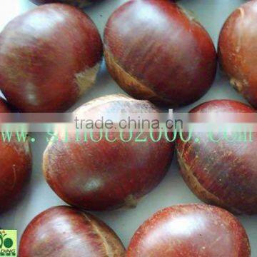 Chestnuts Food In China