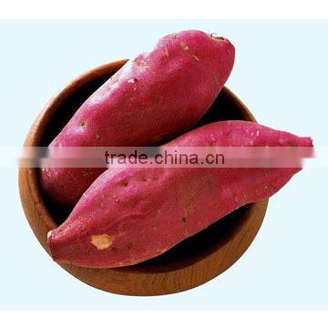 New fresh sweet potato in bulk with good taste