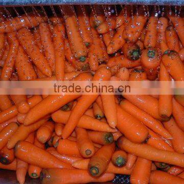 200g and up big size carrots