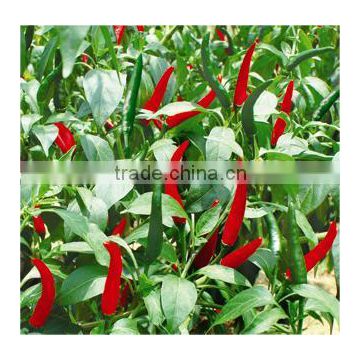 Hybrid F1 Red Hot Chili Seeds For Sale-Bright Sunshine