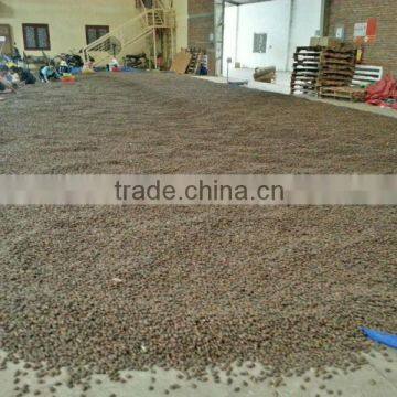 VIETNAM SCAPHIUM SCAPHIGERUM photo-6