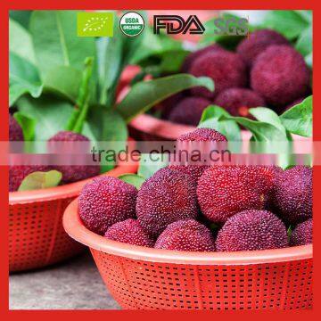 Fresh Canned Bayberry in Tin New Crop Free Sample 2016