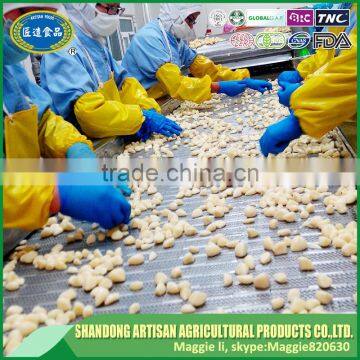 High Quality Japanese Grade Diced Garlic Cube Export to Word Market photo-3