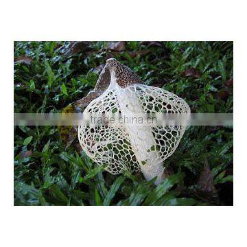 Dictyophora Indusiata photo-5