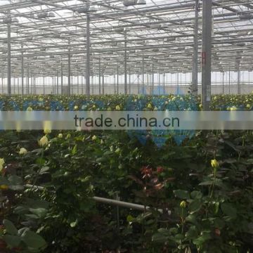 Venlo type multi span glass greenhouse for agriculture