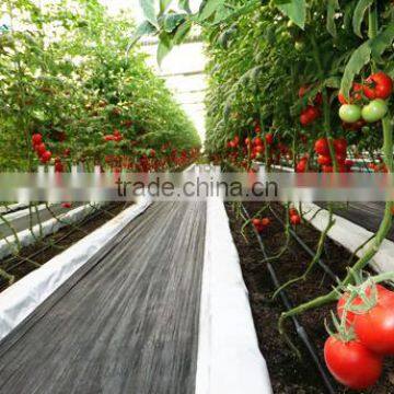 Single Span Greenhouse for Tomatoes Growing photo-2