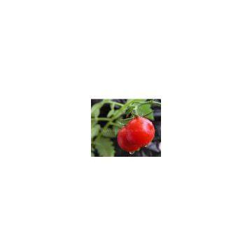 Lycopene  (Tomato Extract)