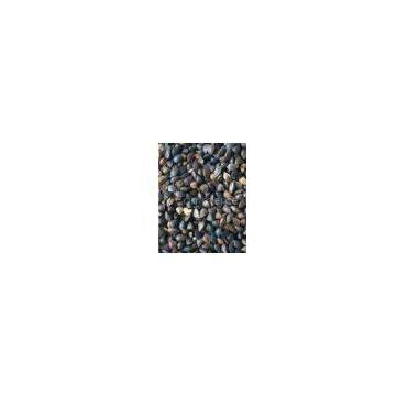 raw buckwheat